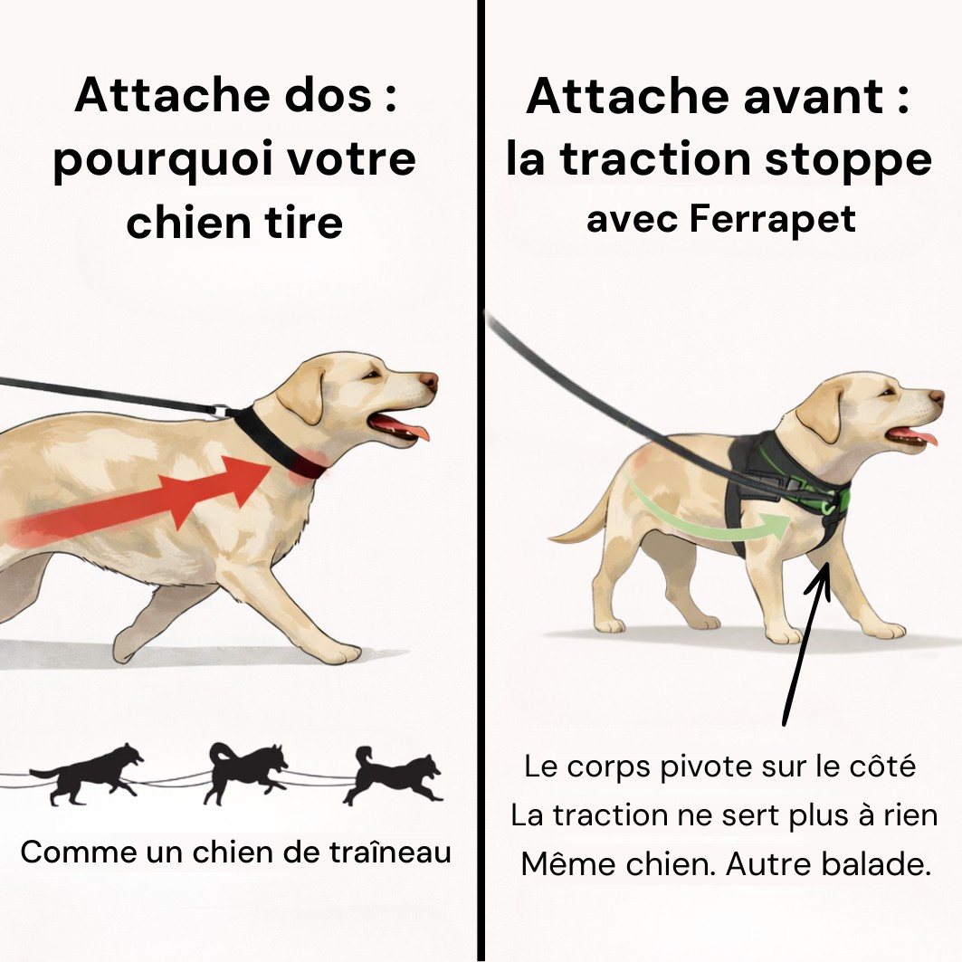 Attache dans le dos contre attache sur le poitrail