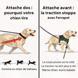 Attache dans le dos contre attache sur le poitrail