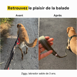 Avant et après le harnais anti-traction