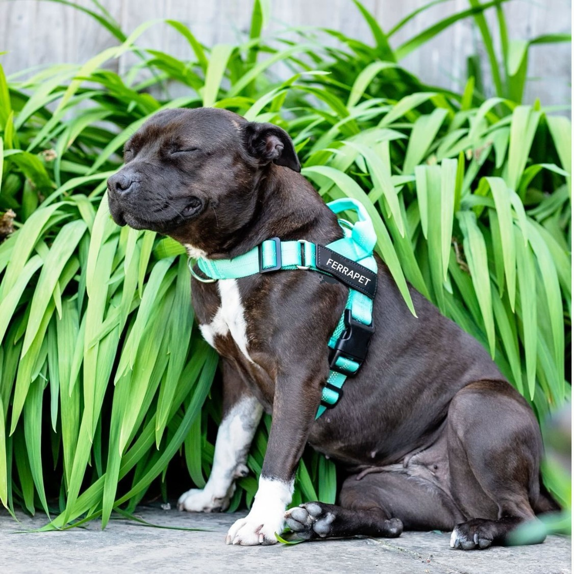 Chien portant le harnais anti-traction Ferrapet